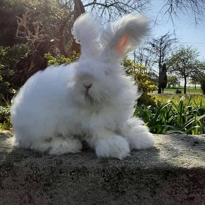 Teddywidder rabbit hot sale breed